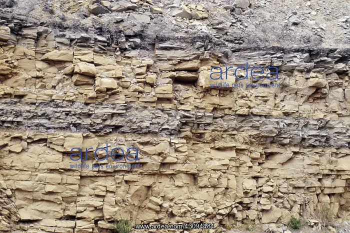 : Sandstone and Mudstone Strata : Sandstone and Mudstone Strata