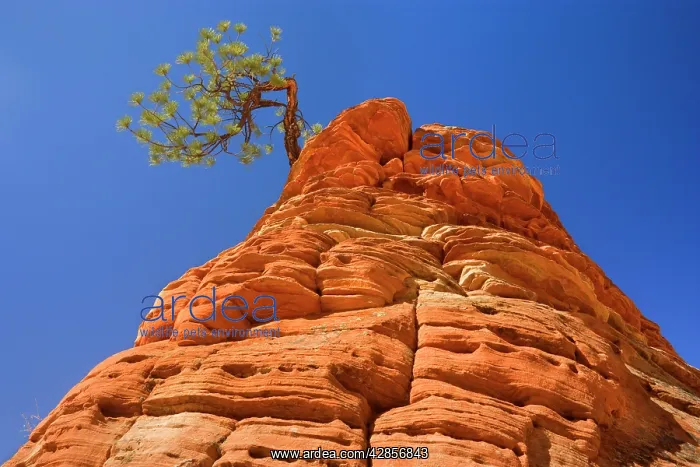 : Sandstone and Pine Tree - a little pine tree is : Sandstone and Pine Tree - a little pine tree is