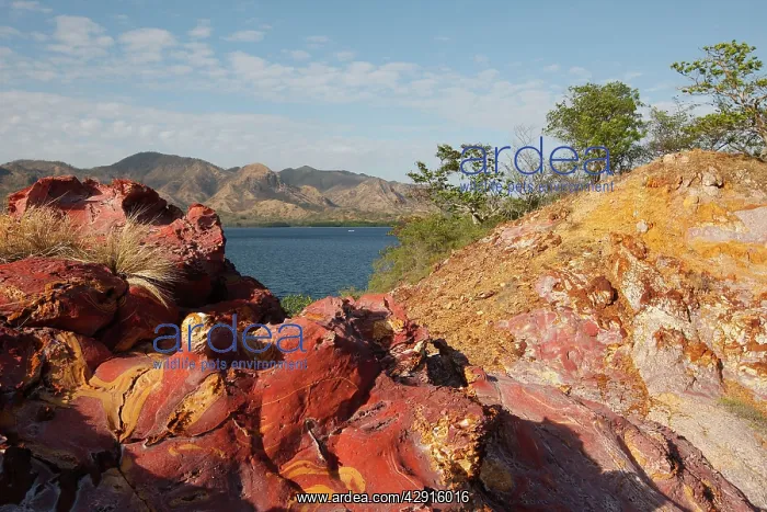 : Sandstone - pink with oxydation & minerals including : Sandstone - pink with oxydation & minerals including