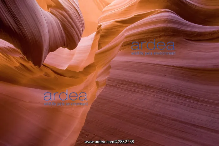 : Sandstone rock in the Lower Antelope Canyon, probably : Sandstone rock in the Lower Antelope Canyon, probably