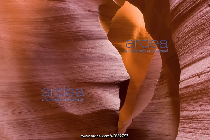 : Sandstone rock in the Lower Antelope Canyon, probably : Sandstone rock in the Lower Antelope Canyon, probably