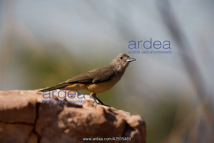 : Sandstone Shrike-thrush : Sandstone Shrike-thrush