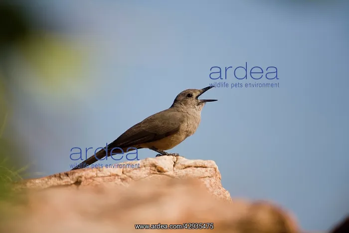 : Sandstone Shrike-thrush singing : Sandstone Shrike-thrush singing