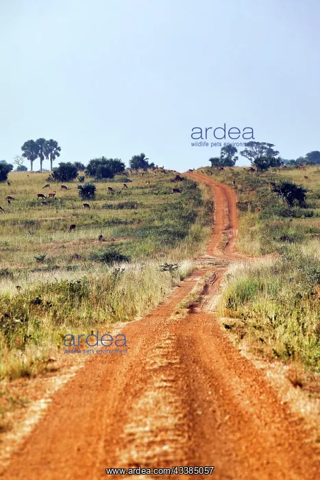 : Sandstraie durch den Murchison Falls National Park Uganda : Sandstraie durch den Murchison Falls National Park Uganda