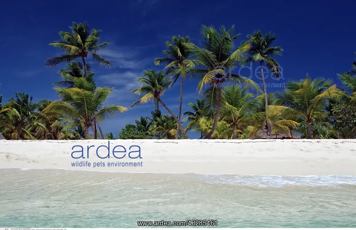 : Sandstrand, Punta Cana, Karibik, Dominikanische : Sandstrand, Punta Cana, Karibik, Dominikanische