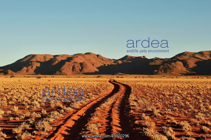 : Sandtrack through desert landscape at evening light : Sandtrack through desert landscape at evening light