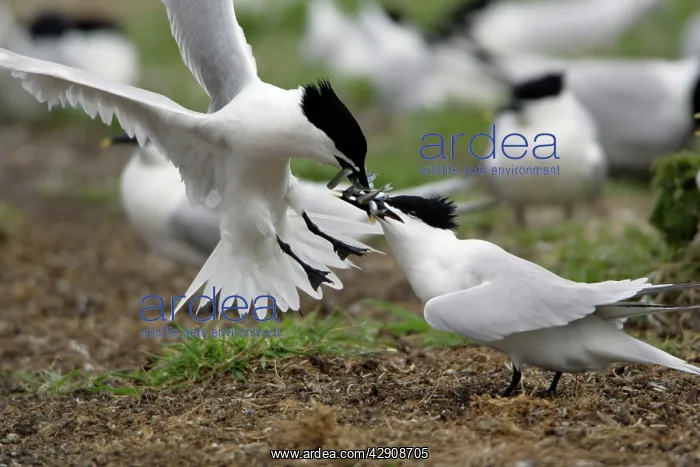 : Sandwich Tern - 2 birds fighting over sandeels : Sandwich Tern - 2 birds fighting over sandeels