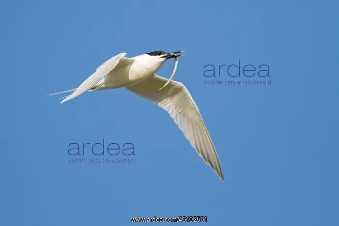 : Sandwich Tern : Sandwich Tern