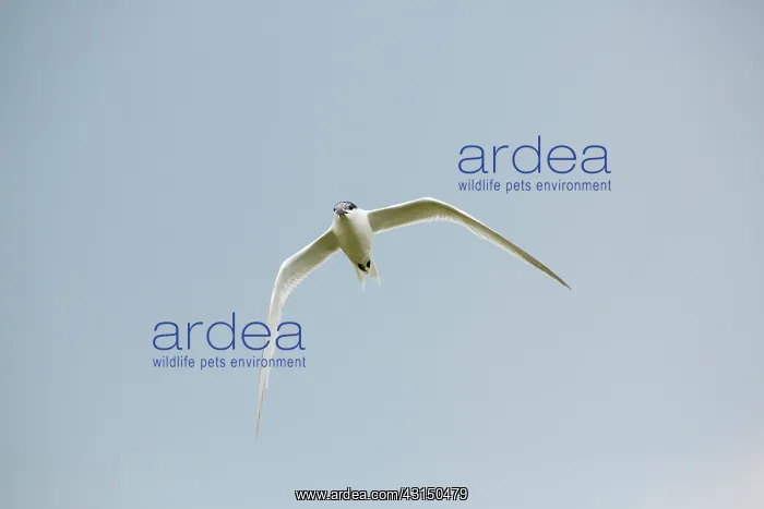 : Sandwich Tern : Sandwich Tern