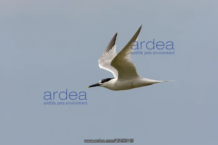 : Sandwich Tern : Sandwich Tern