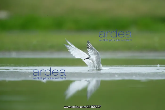 : Sandwich Tern : Sandwich Tern