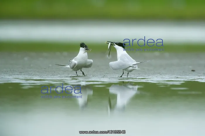 : Sandwich Tern : Sandwich Tern