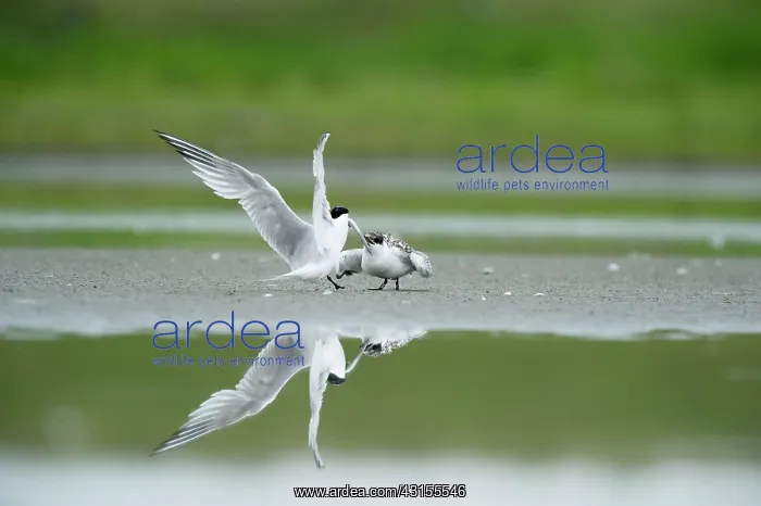 : Sandwich Tern : Sandwich Tern
