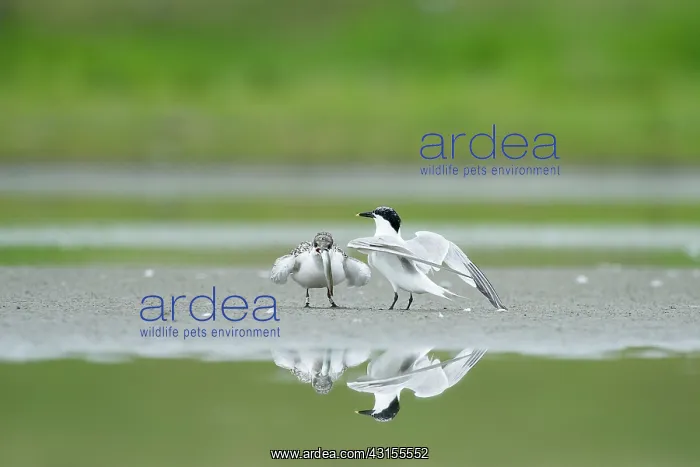 : Sandwich Tern : Sandwich Tern