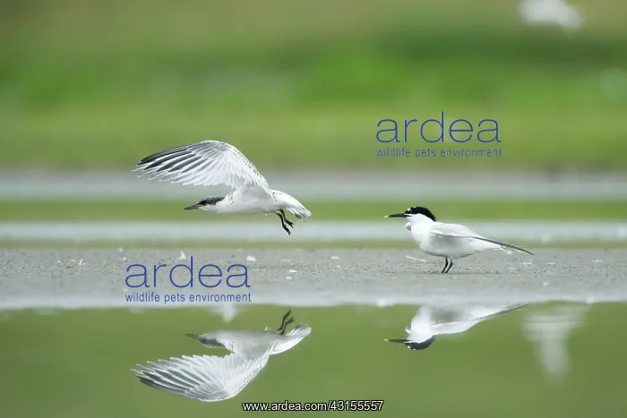 : Sandwich Tern : Sandwich Tern