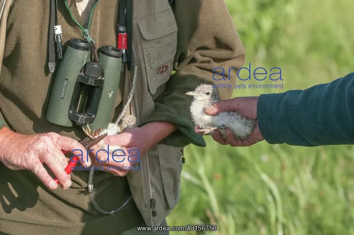 : Sandwich Tern : Sandwich Tern
