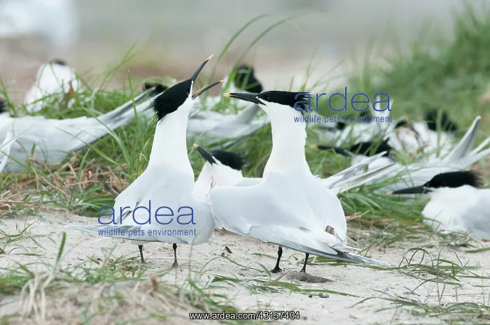 : Sandwich Tern : Sandwich Tern