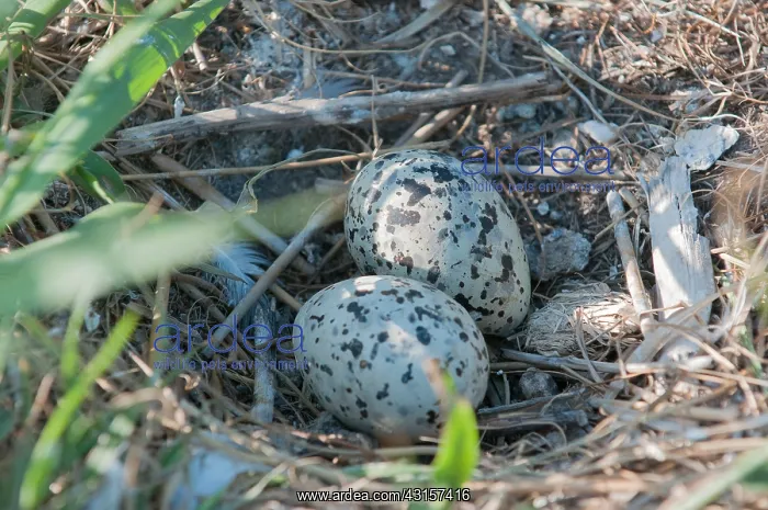 : Sandwich Tern : Sandwich Tern