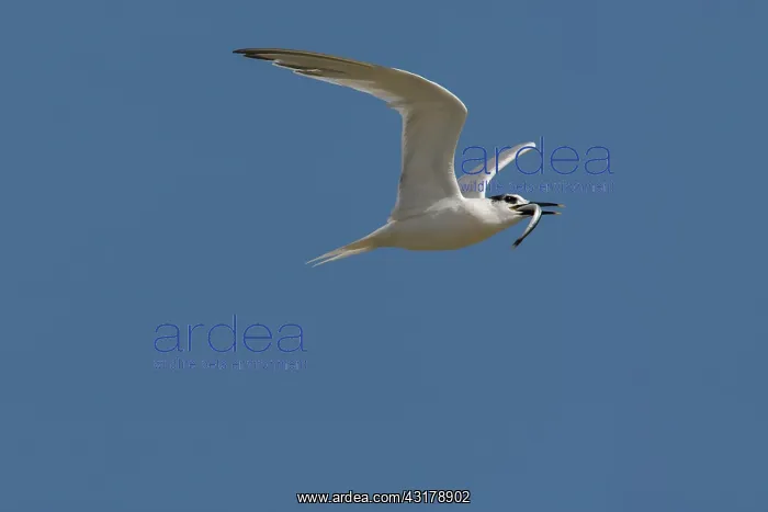 : Sandwich Tern : Sandwich Tern