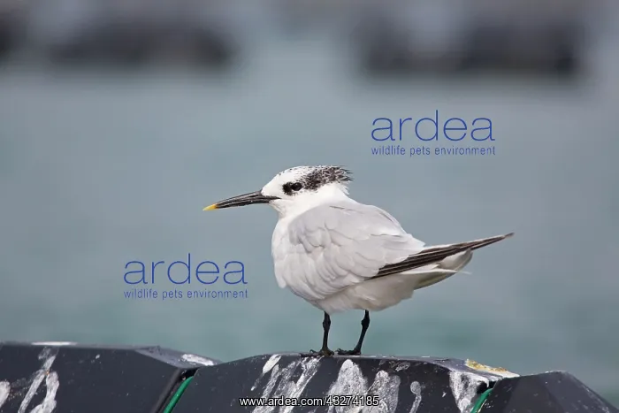 : Sandwich Tern - adult - Autumn : Sandwich Tern - adult - Autumn