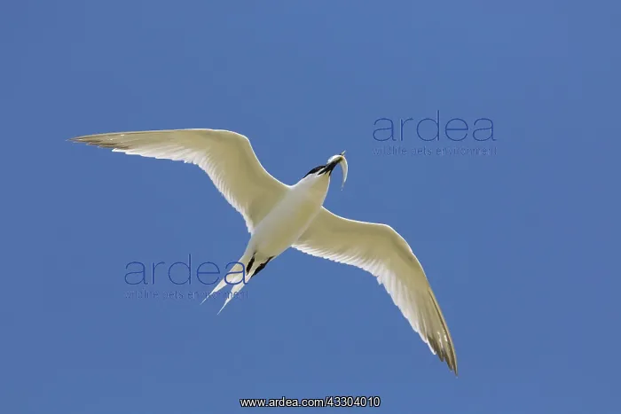 : Sandwich Tern - adult bird in flight with a fish : Sandwich Tern - adult bird in flight with a fish