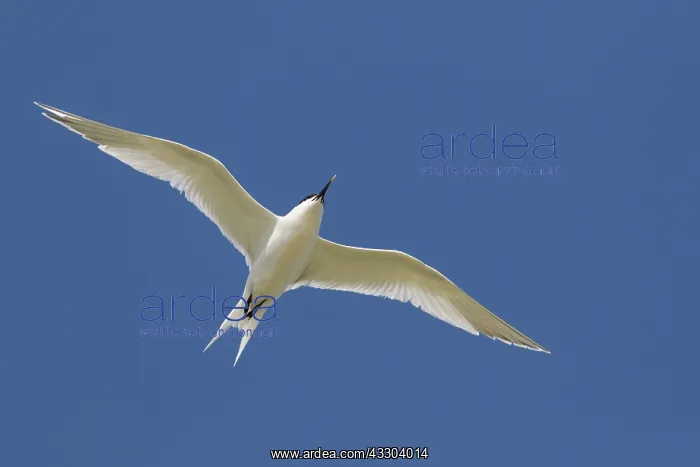 : Sandwich Tern - adult bird in flight - Netherlands : Sandwich Tern - adult bird in flight - Netherlands