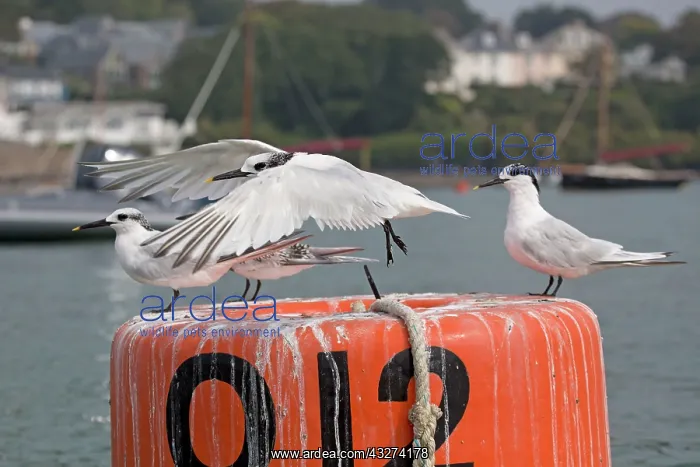 : Sandwich Tern - adult and juvenile - Autumn : Sandwich Tern - adult and juvenile - Autumn