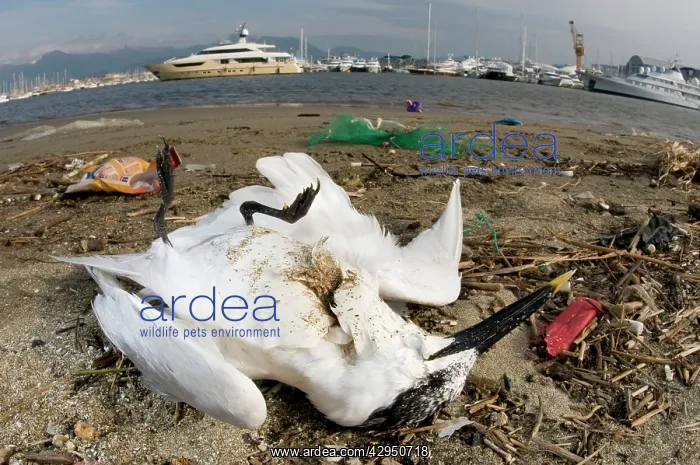 : Sandwich Tern - adult lying dead among rubbish : Sandwich Tern - adult lying dead among rubbish