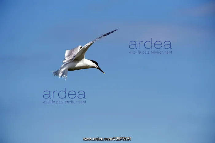 : Sandwich tern - bird in flight : Sandwich tern - bird in flight