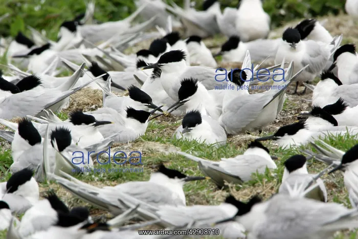 : Sandwich Tern - birds in nesting colony : Sandwich Tern - birds in nesting colony