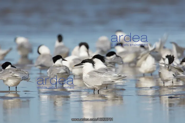 : Sandwich Tern - birds resting in shallow water - : Sandwich Tern - birds resting in shallow water -