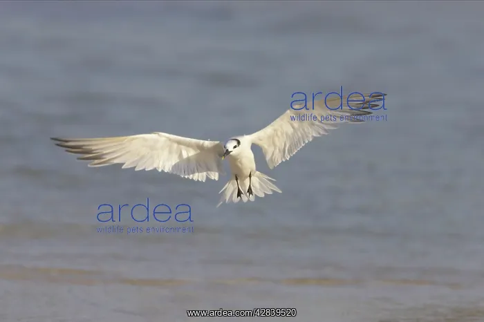: Sandwich Tern coming in to land : Sandwich Tern coming in to land