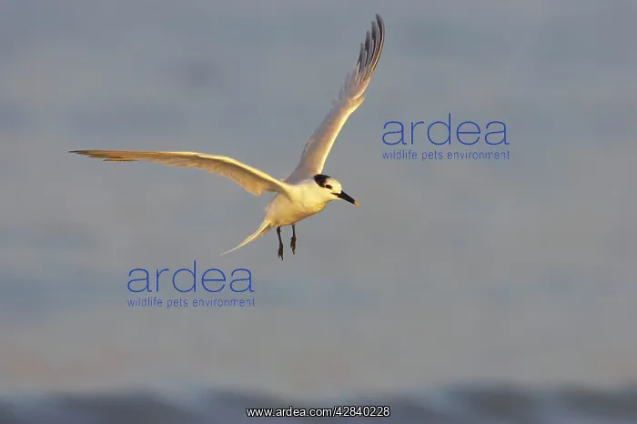 : Sandwich Tern coming in to land : Sandwich Tern coming in to land