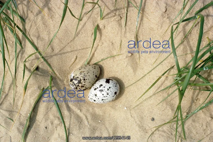 : Sandwich Tern - eggs : Sandwich Tern - eggs