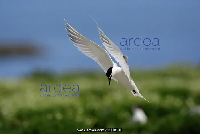 : Sandwich Tern - with fish in beak, about to land : Sandwich Tern - with fish in beak, about to land