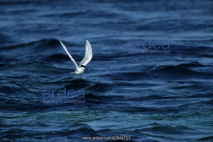 : Sandwich Tern - Fishing from Sea : Sandwich Tern - Fishing from Sea