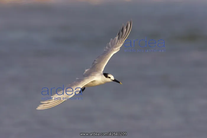 : Sandwich Tern in flight : Sandwich Tern in flight