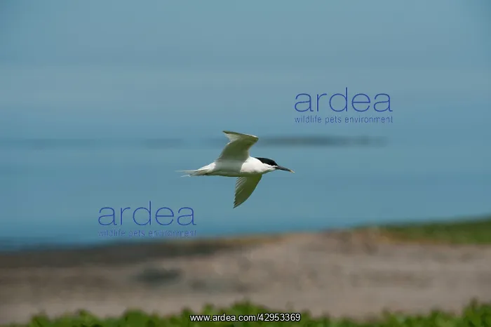  : Sandwich tern - in flight