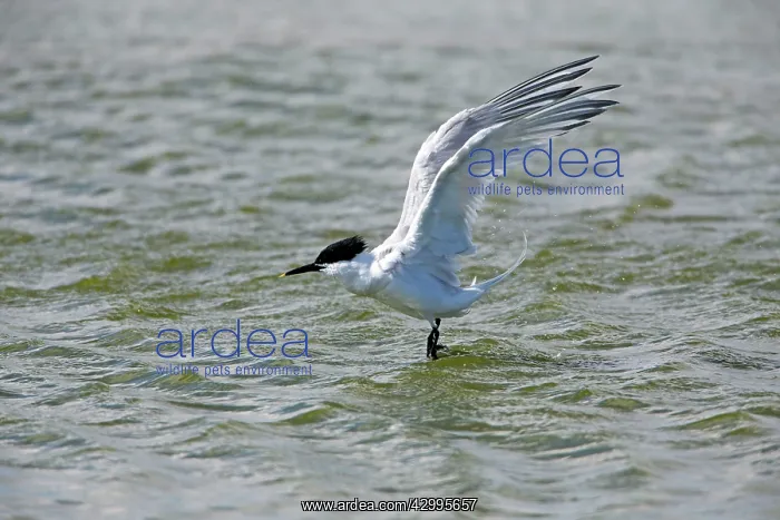 : Sandwich Tern - in flight bathing in sea Island : Sandwich Tern - in flight bathing in sea Island