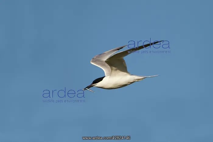  : Sandwich Tern - in flight - carrying a fish in mouth