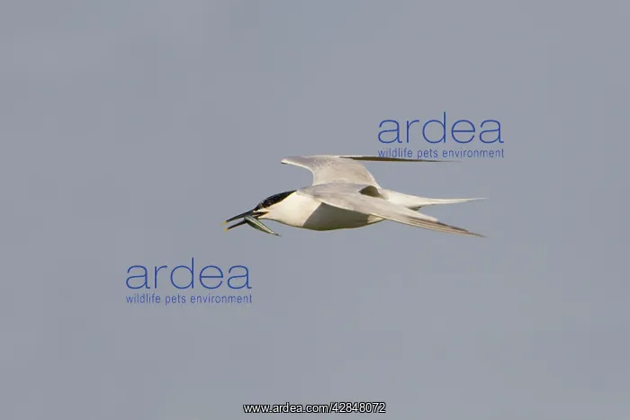  : Sandwich Tern - in flight with fish
