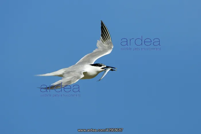 : Sandwich Tern - in flight with fish in beak : Sandwich Tern - in flight with fish in beak