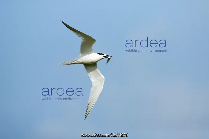 : Sandwich Tern - in flight with fish in beak : Sandwich Tern - in flight with fish in beak