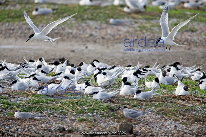 : Sandwich Tern - in flight over nesting colony Island : Sandwich Tern - in flight over nesting colony Island
