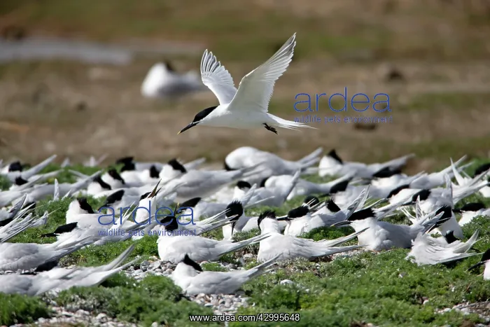 : Sandwich Tern - in flight over nesting colony Island : Sandwich Tern - in flight over nesting colony Island