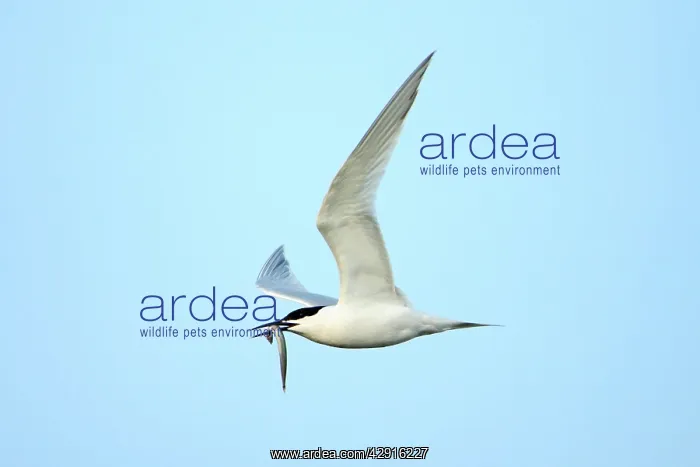 : Sandwich Tern - in flight, with Sandeel in beak : Sandwich Tern - in flight, with Sandeel in beak