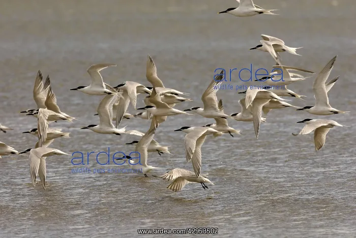 : Sandwich Tern - Flock in flight : Sandwich Tern - Flock in flight
