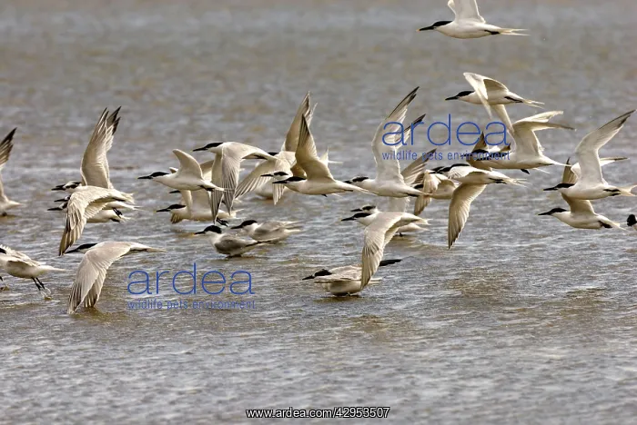 : Sandwich Tern - Flock in flight : Sandwich Tern - Flock in flight