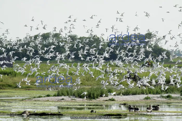: Sandwich Tern - flock flying over nesting colony : Sandwich Tern - flock flying over nesting colony