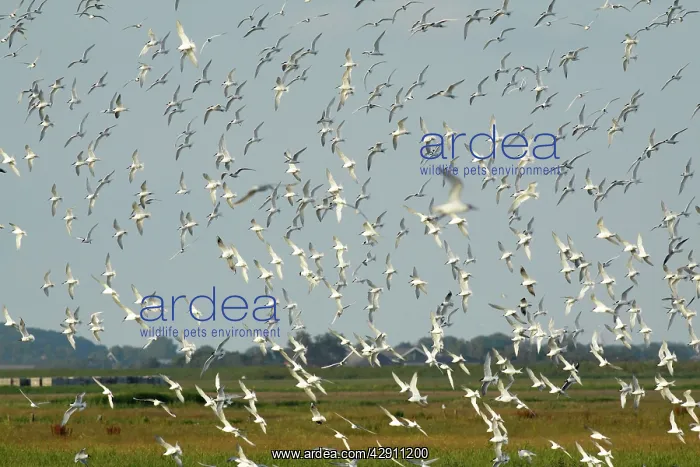 : Sandwich Tern - flock flying over nesting colony : Sandwich Tern - flock flying over nesting colony